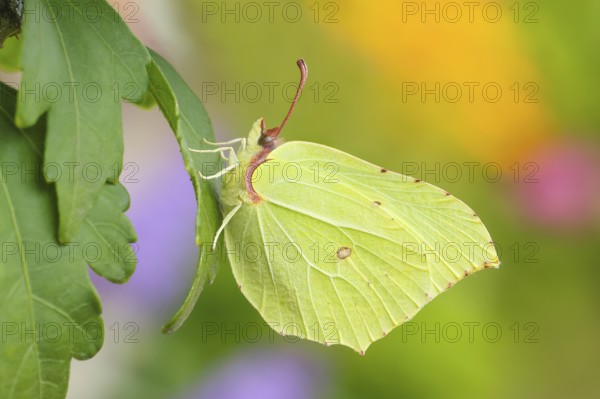 Lemon butterfly (Gonepteryx rhamni), sitting on a leaf, in a natural environment, in the wild, wildlife, insects, butterflies, butterflies, Siegerland, North Rhine-Westphalia, Germany