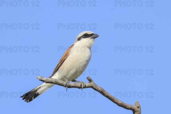 Red-backed shrike (Lanius collurio) male on a branch, looking for prey, wildlife, migratory bird, animals, birds, blue sky, Ziggsee, Lake Neusiedl-Seewinkel National Park, Burgenland, Austria, Eastern Europe
