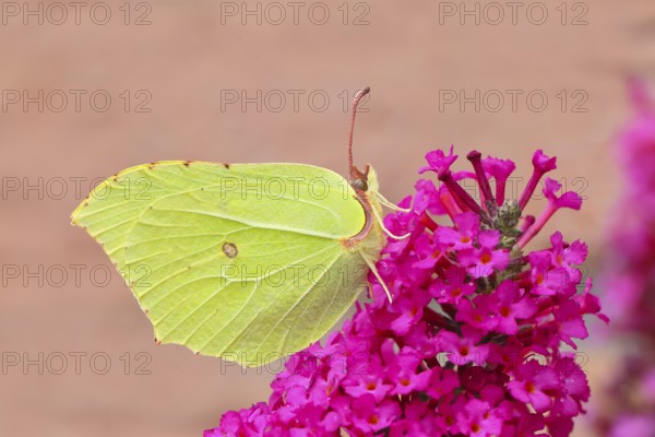 Lemon butterfly (Gonepteryx rhamni), resting on butterfly bush (Buddleja davidii), in a natural environment, in the wild, wildlife, insects, butterflies, butterflies, Siegerland, North Rhine-Westphalia, Germany
