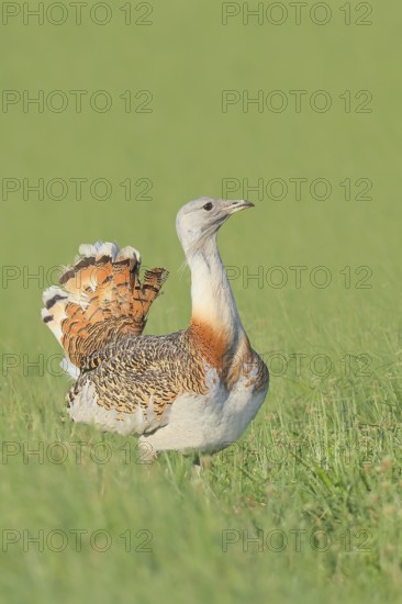 Great Bustard (Otis tarda), standing in a meadow, steppe bird, extremely rare bird species, threatened with extinction, heaviest flying bird, male, cock, wildlife, nature photography, Lake Neusiedl, Hansag, Burgenland, Hungary, Austria, Eastern Europe