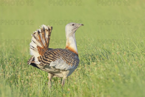 Great Bustard (Otis tarda), standing in a meadow, steppe bird, extremely rare bird species, threatened with extinction, heaviest flying bird, male, cock, wildlife, nature photography, Lake Neusiedl, Hansag, Burgenland, Hungary, Austria, Eastern Europe