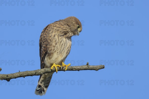 Kestrel (Falco tinnunculus), young bird sitting on a thin branch, wildlife, animals, birds, bird of prey, Ziggsee, Lake Neusiedl National Park, Seewinkel, Burgenland, Austria