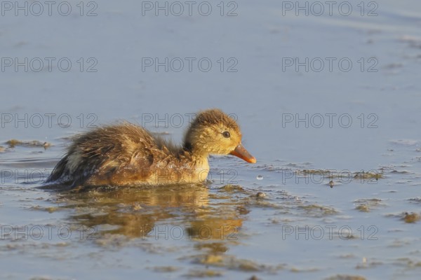 Red-crested pochard (Netta rufina) Chicks searching for food in shallow water, Ziggsee, Lake Neusiedl National Park, Seewinkel, Burgenland, Austria