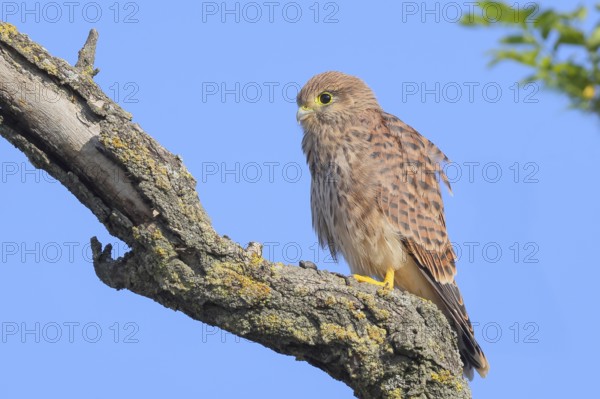 Kestrel (Falco tinnunculus), young bird sitting on branch, wildlife, animals, birds, bird of prey, Ziggsee, Lake Neusiedl National Park, Seewinkel, Burgenland, Austria