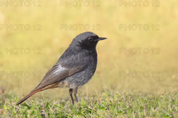Redstart (Phoenicurus ochruros), male standing in the grass, wildlife, animals, birds, songbird, migratory bird, nature photography, Lake Neusiedl National Park, Seewinkel, Burgenland, Austria