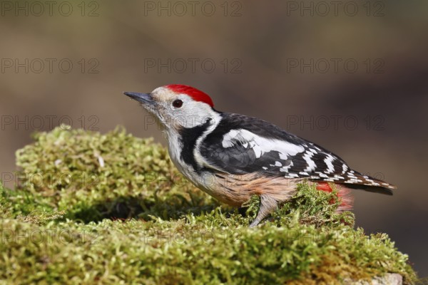 Middle spotted woodpecker (Dendrocopos medius) foraging on mossy ground in the forest, Wilnsdorf, North Rhine-Westphalia, Germany