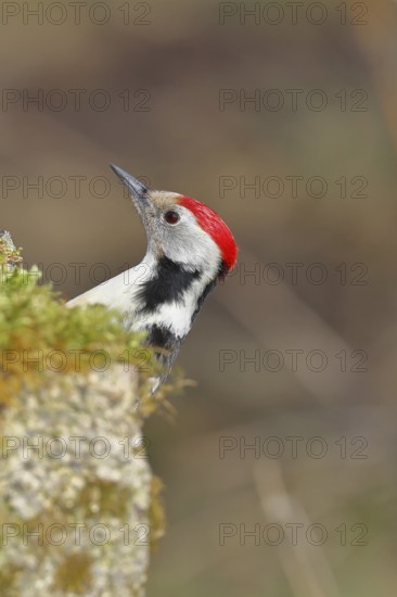 Middle spotted woodpecker (Dendrocopos medius) foraging on mossy ground in the forest, animal portrait, Wilnsdorf, North Rhine-Westphalia, Germany