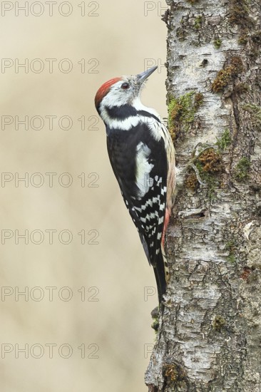 Middle spotted woodpecker (Dendrocopos medius) foraging on the trunk of a grey birch (Betula populifolia), Wilnsdorf, North Rhine-Westphalia, Germany