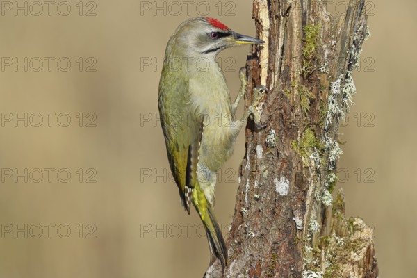 Grey-headed woodpecker (Picus canus), male sitting on a tree stump overgrown with moss and lichen, Wildlife, Woodpeckers, Birds, Nature photography, Wilnsdorf, North Rhine-Westphalia, Germany