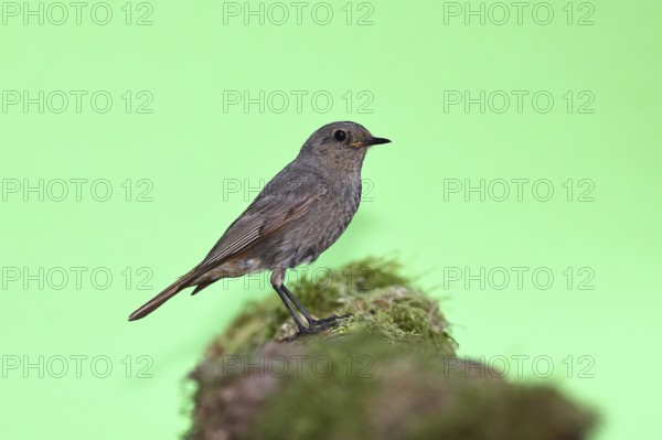 Black redstart (Phoenicurus ochruros), on a moss-covered tree stump in a garden, Wilnsdorf, North Rhine-Westphalia, Germany