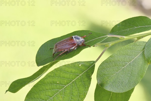 May beetle, wood cockchafer (Melolontha hippocastani), female, on leaf of a willow (Salix caprea), close-up, Wilnsdorf, North Rhine-Westphalia, Germany