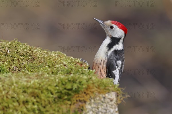 Middle spotted woodpecker (Dendrocopos medius) foraging on mossy ground in the forest, animal portrait, Wilnsdorf, North Rhine-Westphalia, Germany