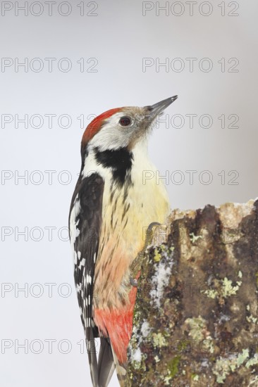 Middle spotted woodpecker (Dendrocopos medius) foraging on the trunk of a grey birch (Betula populifolia), animal portrait, Wilnsdorf, North Rhine-Westphalia, Germany