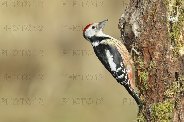 Middle spotted woodpecker (Dendrocopos medius) foraging on the trunk of an oak (Quercus), Wilnsdorf, North Rhine-Westphalia, Germany