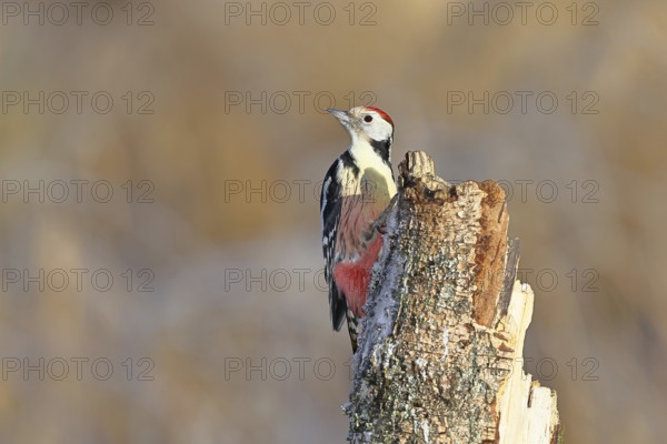 Middle spotted woodpecker (Dendrocopos medius) foraging on the trunk of a grey birch (Betula populifolia), Wilnsdorf, North Rhine-Westphalia, Germany