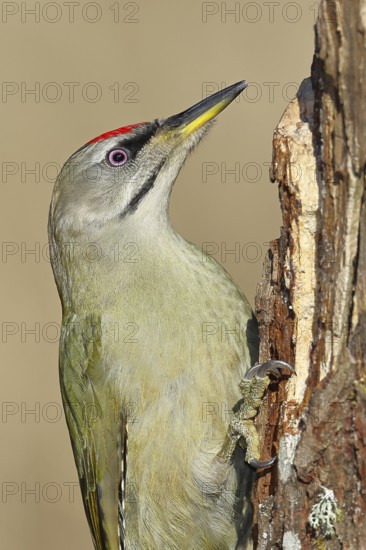 Grey-headed woodpecker (Picus canus), male sitting on a tree stump overgrown with moss and lichen, animal portrait, wildlife, woodpeckers, birds, nature photography, Wilnsdorf, North Rhine-Westphalia, Germany