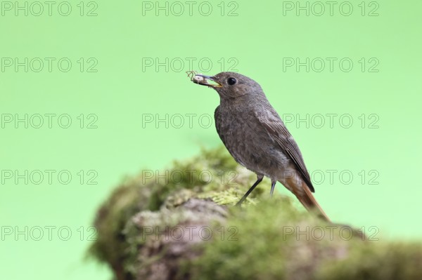 Redstart (Phoenicurus ochruros), with a spider as prey in its beak in a garden, Wilnsdorf, North Rhine-Westphalia, Germany