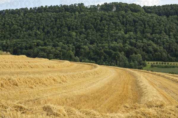 Straw in the field in the warm light of summer