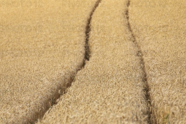 Ripe grain field in the warm light of summer