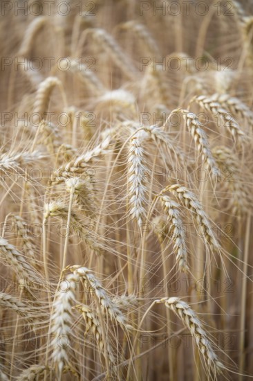 Golden wheat field shortly in front of harvest