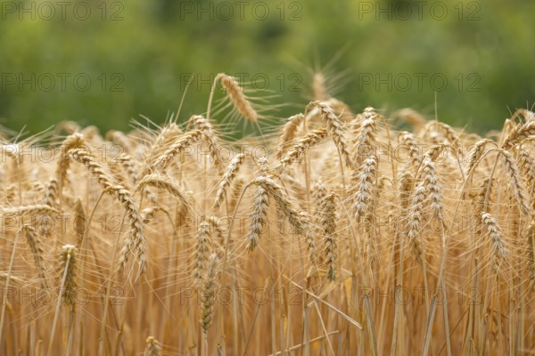 Golden wheat field shortly in front of harvest