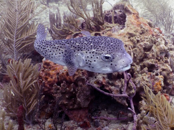 Black spotted pufferfish, Spot-fin porcupinefish (Diodon hystrix), swimming among corals in a marine reef. Dive site Breakers, Palm Beach, Florida, USA