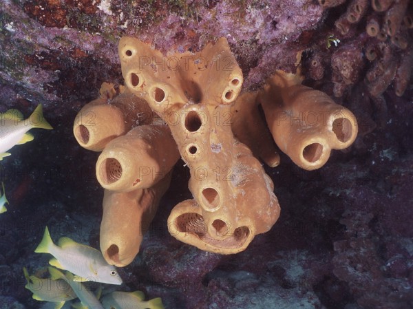 Yellow-green candle sponge, Neptune sponge (Aplysina fistularis) on a rock face under water, surrounded by fish and corals. Dive site John Pennekamp Coral Reef State Park, Key Largo, Florida Keys, Florida, USA