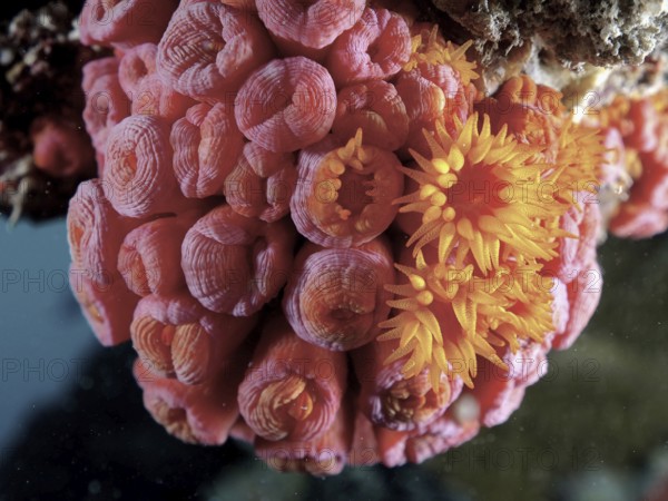 Bright pink and orange coral polyps of yellow cup coral (Tubastraea coccinea) in full bloom underwater. Dive site John Pennekamp Coral Reef State Park, Key Largo, Florida Keys, Florida, USA