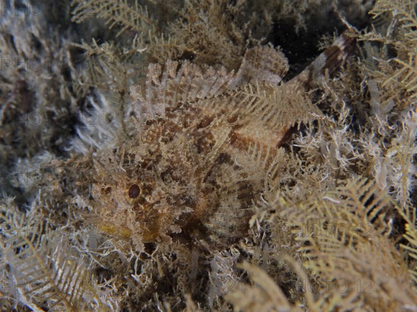 Camouflaged fish, feathered scorpionfish (Scorpaena grandicornis), hiding in plants, barely visible and perfectly adapted. Dive site Blue Heron Bridge, Phil Foster Park, Riviera Beach, Florida, USA
