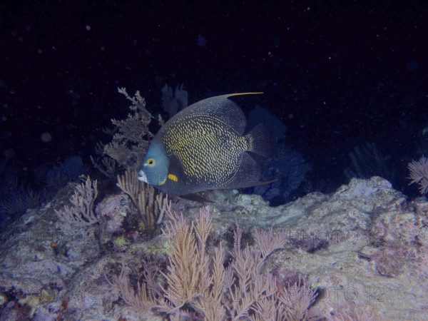 A single French angelfish (Pomacanthus paru) swims in the dark near coloured corals. Dive site John Pennekamp Coral Reef State Park, Key Largo, Florida Keys, Florida, USA