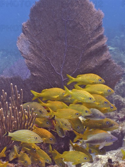 A school of yellow fish, French grunts (Haemulon flavolineatum), swim near a Venus fan (Gorgonia ventalina) in the clear seawater. Dive site John Pennekamp Coral Reef State Park, Key Largo, Florida Keys, Florida, USA