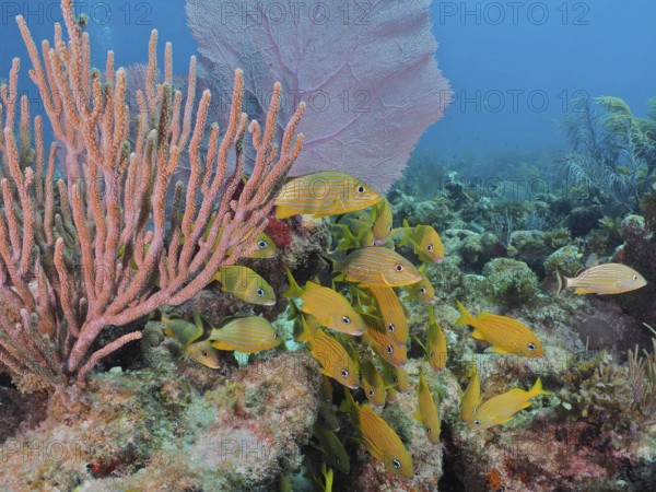 Yellow fish, French grunts (Haemulon flavolineatum), swim around a reef with various soft corals in blue water. Dive site John Pennekamp Coral Reef State Park, Key Largo, Florida Keys, Florida, USA