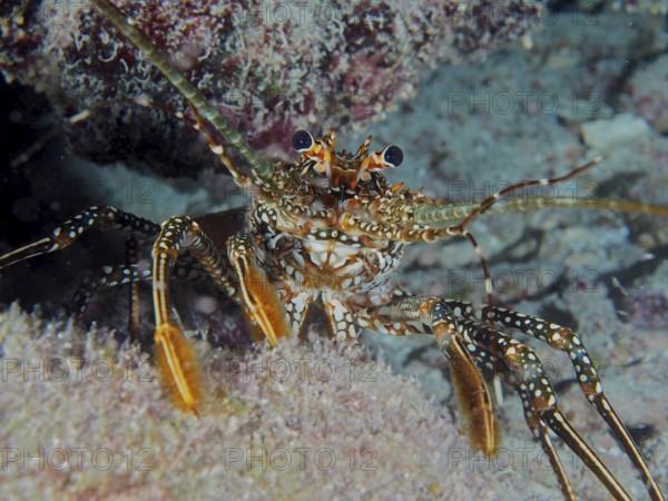Frontal view of a spotted langur (Panulirus guttatus) with protruding eyes on a sandy substrate. Dive site John Pennekamp Coral Reef State Park, Key Largo, Florida Keys, Florida, USA