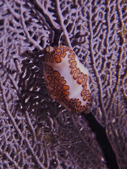 Flamingo tongue (Cyphoma gibbosum) on purple Venus fan (Gorgonia ventalina) at night. Dive site John Pennekamp Coral Reef State Park, Key Largo, Florida Keys, Florida, USA