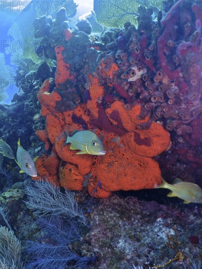 Fire sponge (Tedania ignis) and colourful fish. Dive site John Pennekamp Coral Reef State Park, Key Largo, Florida Keys, Florida, USA