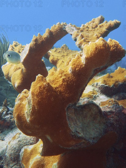 Magnificent elkhorn coral (Acropora palmata) under the sea surface. Dive site John Pennekamp Coral Reef State Park, Key Largo, Florida Keys, Florida, USA