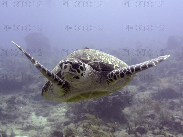 A sea turtle, Hawksbill sea turtle (Eretmochelys imbricata imbricata), swims underwater in a calm environment. Dive site John Pennekamp Coral Reef State Park, Key Largo, Florida Keys, Florida, USA