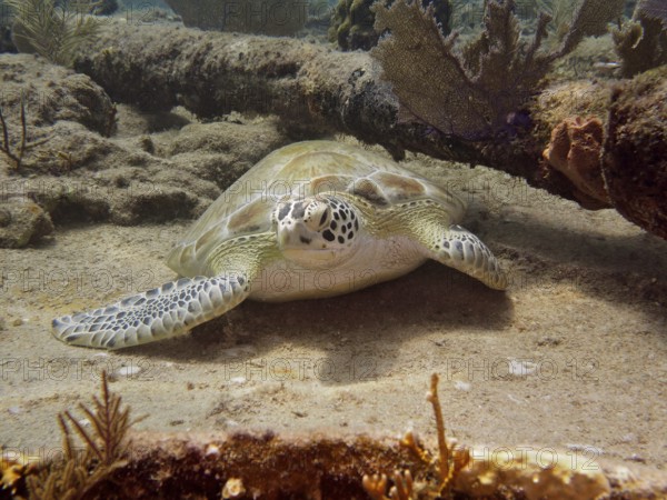 A Hawksbill sea turtle (Eretmochelys imbricata imbricata) rests on the seabed surrounded by coral on the wreck of the Benwood. Dive site John Pennekamp Coral Reef State Park, Key Largo, Florida Keys, Florida, USA