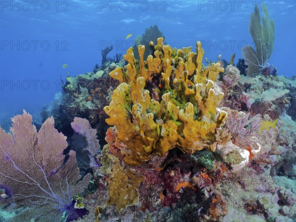 Colourful coral reef with various creatures, including fire coral (Millepora complanata) and Venus fan (Gorgonia ventalina) in the tropical sea. Dive site John Pennekamp Coral Reef State Park, Key Largo, Florida Keys, Florida, USA