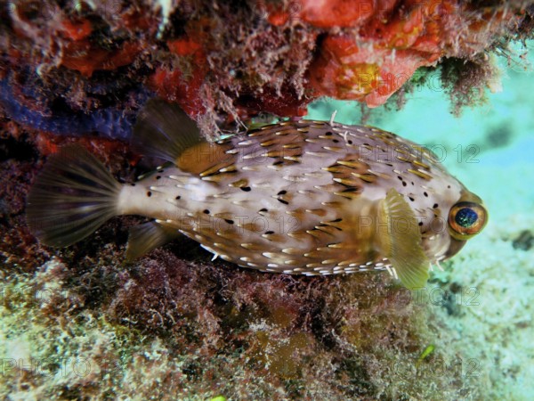 A spiny pufferfish, brown spotted hedgehogfish (Diodon holocanthus), rests under algae in the sea. Dive site Nursery, Pompano Beach, Florida, USA
