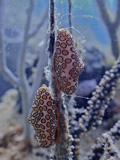 Two sea snails with a striking pattern, flamingo tongue (Cyphoma gibbosum), clinging to an underwater branch. Dive site Nursery, Pompano Beach, Florida, USA