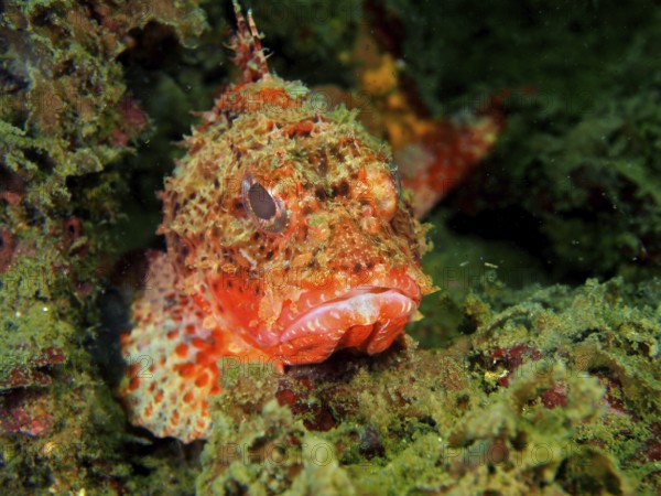 A well camouflaged scorpionfish, Brazil scorpionfish (Scorpaena brasiliensis), rests among green algae. Dive site Anna's Reef, Destin, Panhandle, Gulf of Mexico, Florida, USA