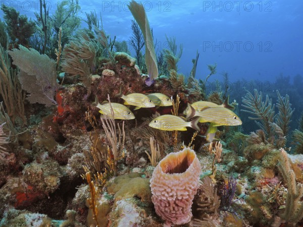 Bluestriped grunts (Haemulon sciurus) swim over a lively coral reef in the sea. Dive site John Pennekamp Coral Reef State Park, Key Largo, Florida Keys, Florida, USA