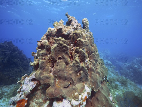 Tall coral, mountainous star coral (Orbicella faveolata), rises majestically under clear ocean water. Dive site John Pennekamp Coral Reef State Park, Key Largo, Florida Keys, Florida, USA