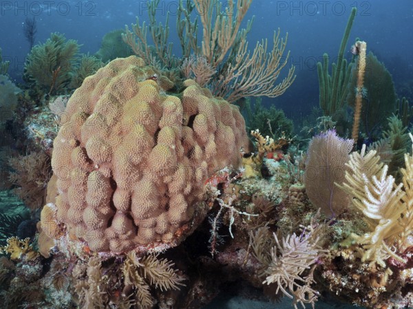 Magnificent coral reef with various species and colours, including mountain star coral (Orbicella faveolata) . Dive site John Pennekamp Coral Reef State Park, Key Largo, Florida Keys, Florida, USA