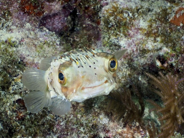 A pufferfish, brown spotted hedgehogfish (Diodon holocanthus), with an attentive look camouflages itself in a coral reef. Dive site John Pennekamp Coral Reef State Park, Key Largo, Florida Keys, Florida, USA