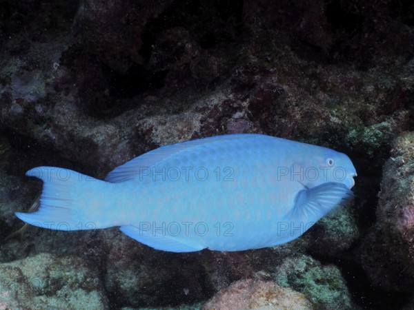 A blue parrotfish (Scarus coeruleus) glides across the seabed. Dive site John Pennekamp Coral Reef State Park, Key Largo, Florida Keys, Florida, USA