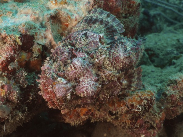 A banded scorpionfish (Scorpaena plumieri) camouflages itself on a coral bed and adapts to its surroundings. Dive site Blue Heron Bridge, Phil Foster Park, Riviera Beach, Florida, USA