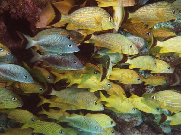 A lively school of yellow fish, bluestriped grunts (Haemulon sciurus), swim in tropical waters. Dive site John Pennekamp Coral Reef State Park, Key Largo, Florida Keys, Florida, USA