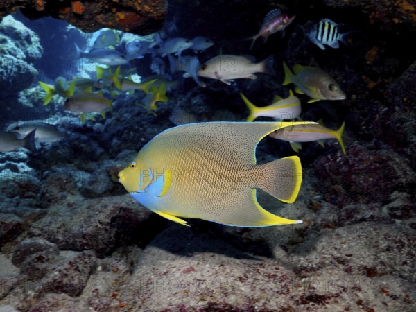 Bermuda angelfish (Holacanthus bermudensis) and other tropical fish swim around a coral reef. Dive site John Pennekamp Coral Reef State Park, Key Largo, Florida Keys, Florida, USA